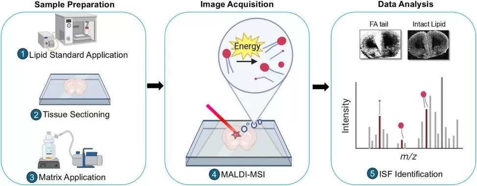 MALDI-MSI Workflow Overview. MALDI-MSI Workflow Overview.